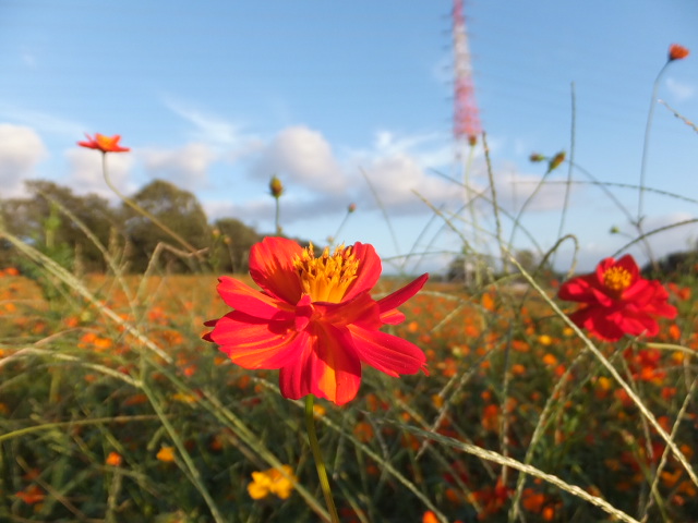 愛知牧場の秋桜（コスモス）_a0271502_19471939.jpg