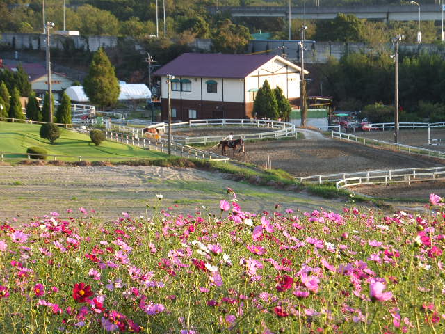 愛知牧場の秋桜（コスモス）_a0271502_201343.jpg