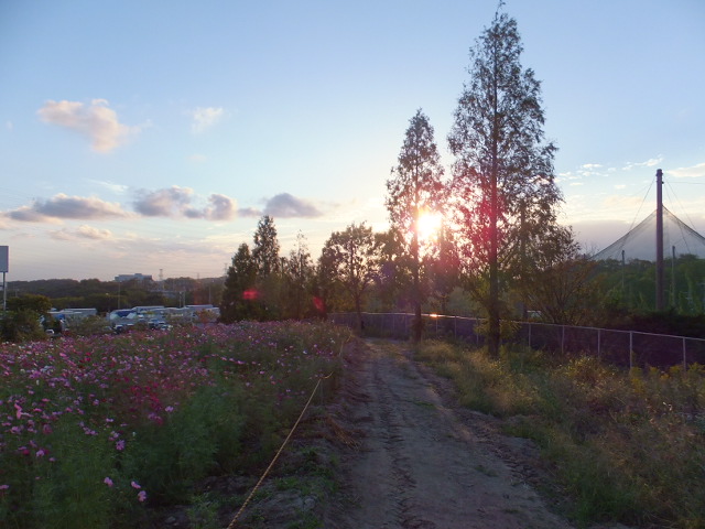 愛知牧場の秋桜（コスモス）_a0271502_2014451.jpg