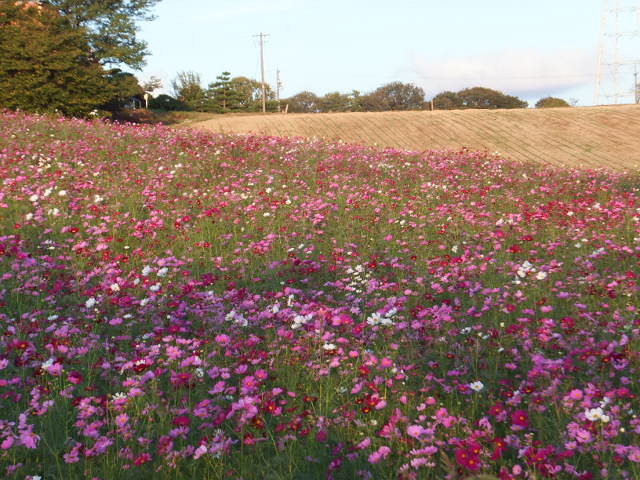 愛知牧場の秋桜（コスモス）_a0271502_207028.jpg