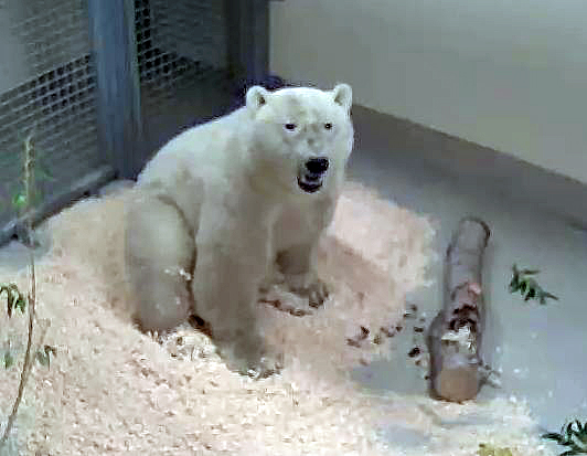 カナダ チャーチルで人を襲ったホッキョクグマが無事にアシニボイン公園動物園に到着 Polarbearology Conjectaneum カナダ チャーチルで人を襲ったホッキョクグマが無事にアシニボイン公園動物園に到着 Polarbearology Conjectaneum