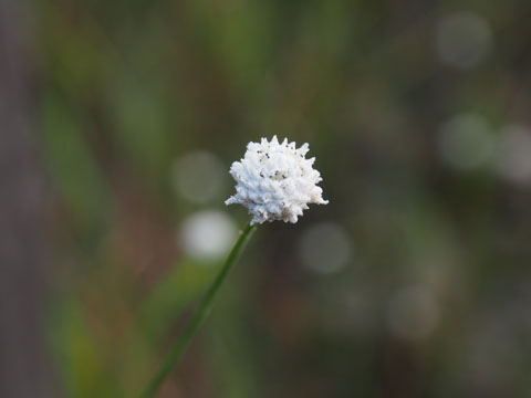 e0293913_23594.jpg
