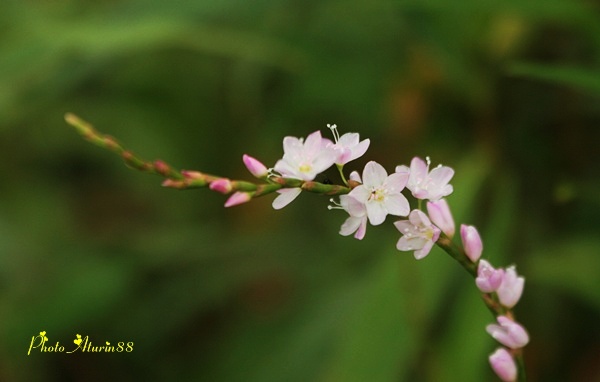 優しさに包まれて･････サクラタデ_d0025414_23475159.jpg