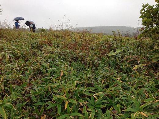 2013年10月11日（金）：久々に雨の中のヤブ漕ぎ［中標津町郷土館]_e0062415_17261577.jpg