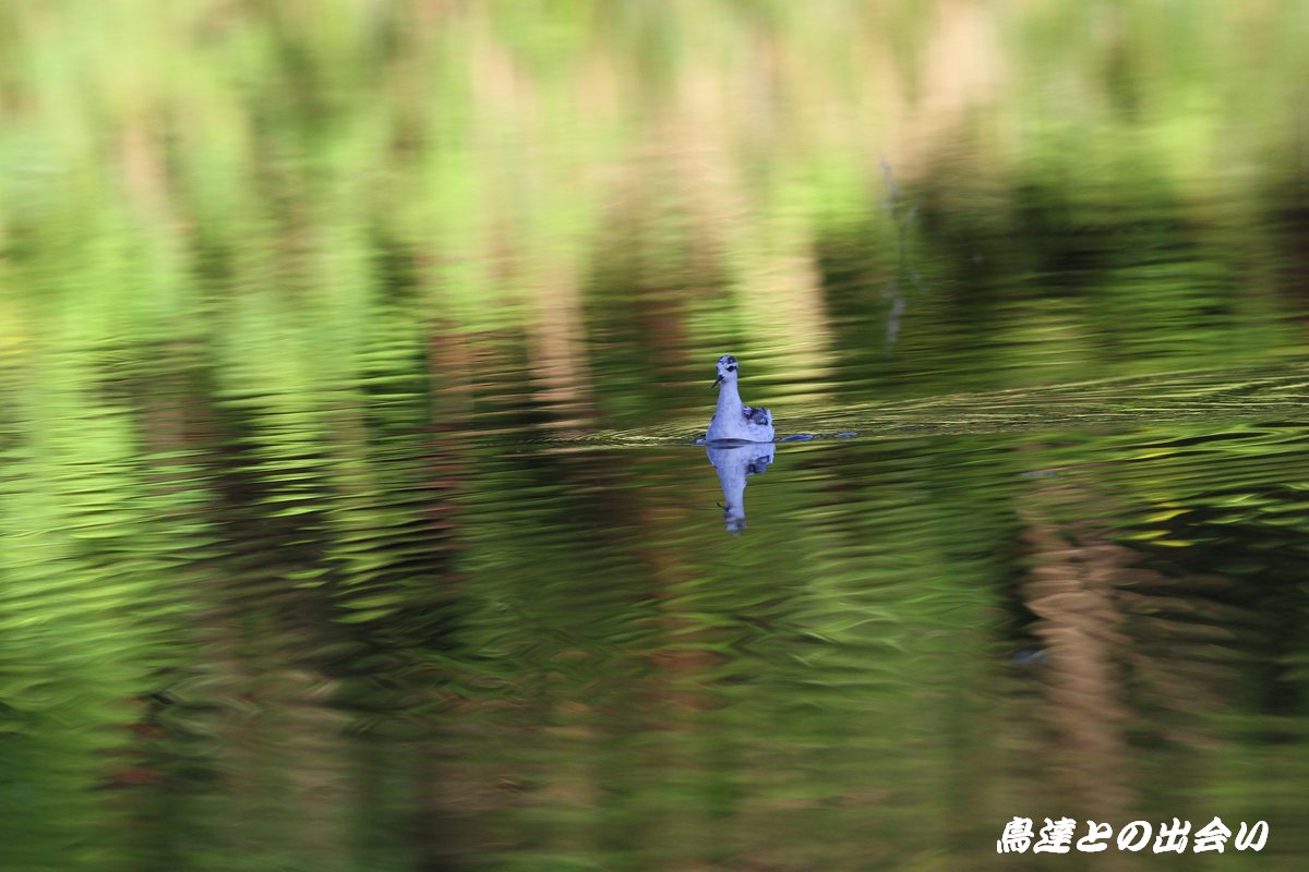 秋深まる　・・・　アカエリヒレアシシギ（Red-necked Phalarope)_e0139623_2245825.jpg