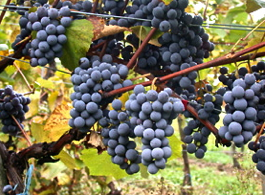 f0197030_10545042.png