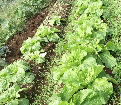 秋冬野菜...白菜、ブロッコリー_b0137932_21343831.jpg