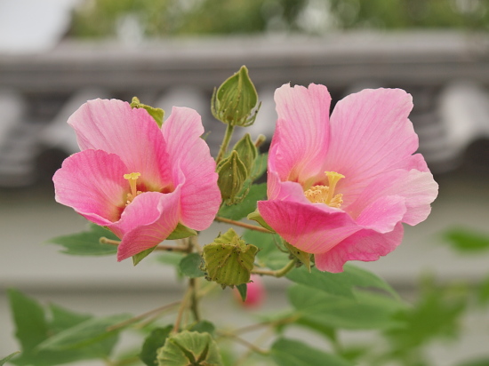 妙蓮寺の芙蓉_e0080133_1462428.jpg