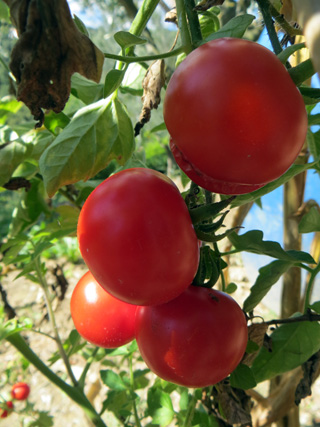 トマト実験 日に干せば摘んだトマトも赤くなる_f0234936_6322765.jpg