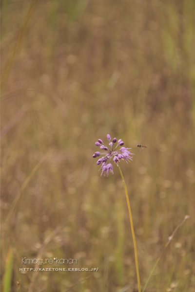 トキメキの園**_b0197639_1639128.jpg