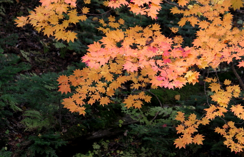 さあ!紅葉の3連休だ 10月11日_f0113639_19243914.jpg