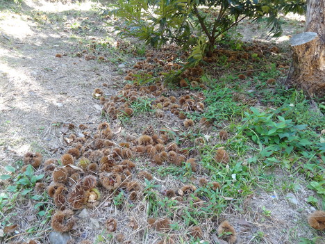 相良油田観光くり園_b0208246_10412639.jpg