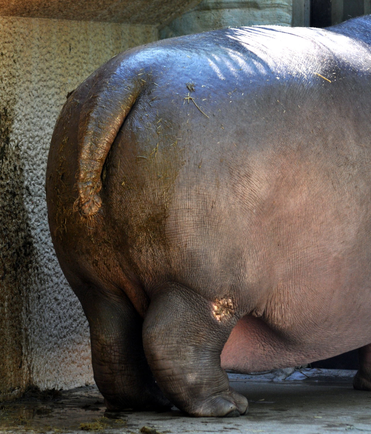 おっきなおしり 動物園の動物って ちょっとキモイよね おっきなおしり 動物園の動物って ちょっとキモイよね