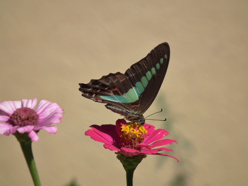 ミドリヒョウモン♀暗色型？・・・と、アオスジアゲハ_a0018655_20215011.jpg