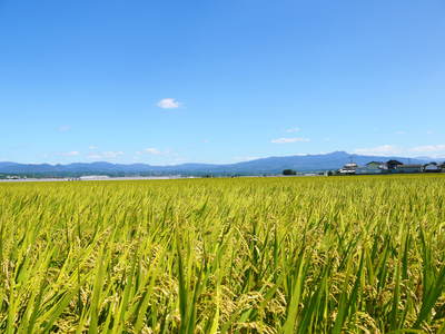 七城米　長尾農園　美しすぎる田んぼの稲刈り　その１_a0254656_17214018.jpg