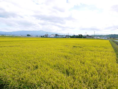 七城米　長尾農園　美しすぎる田んぼの稲刈り　その１_a0254656_1727244.jpg