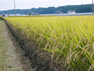 七城米　長尾農園　美しすぎる田んぼの稲刈り　その１_a0254656_1747457.jpg