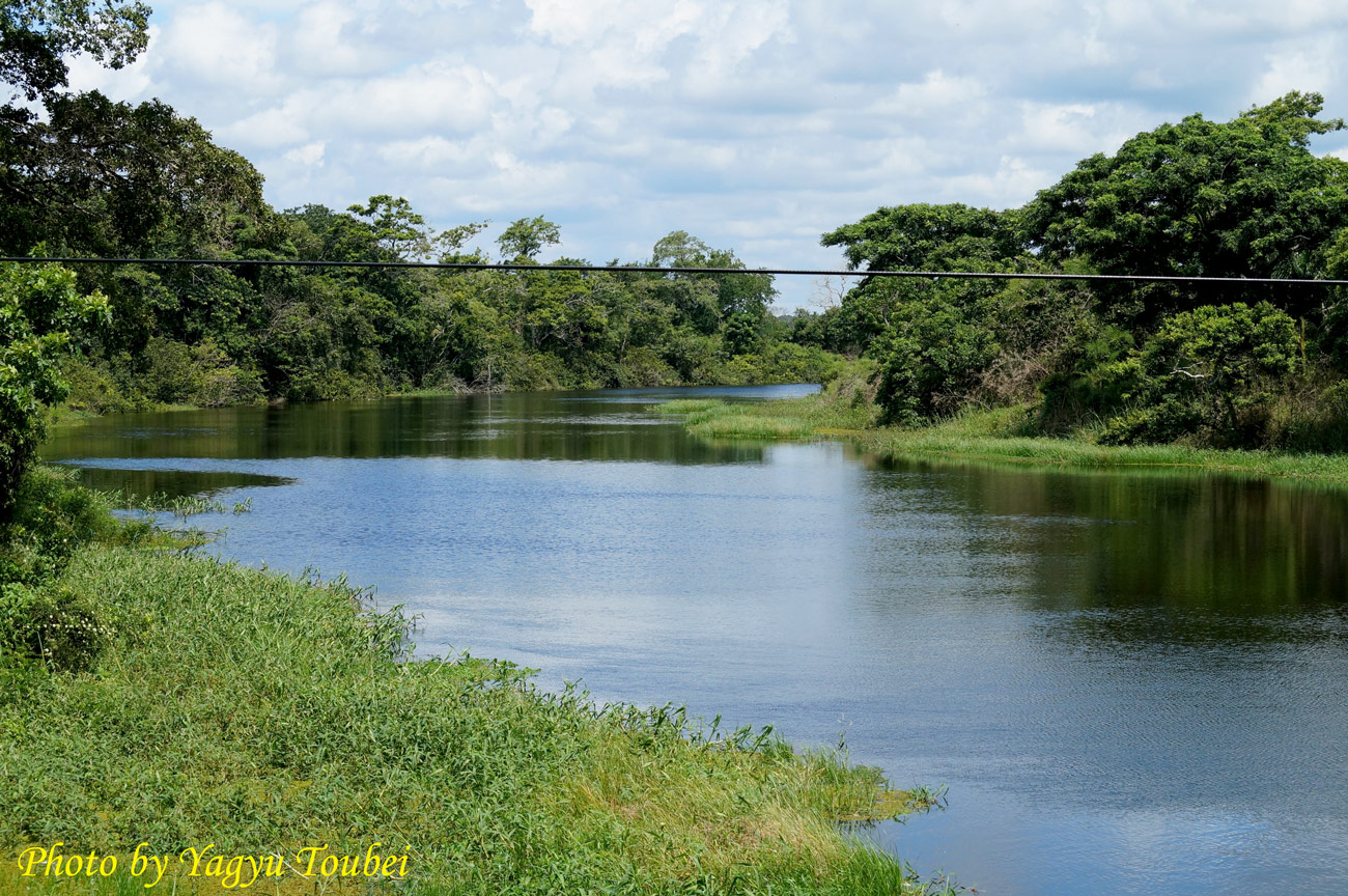 川とジャングル とことん写真