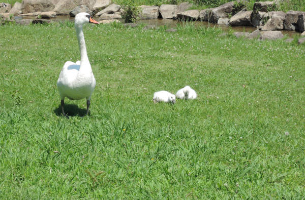手賀沼に棲む水鳥たち 1_e0200879_12365688.jpg