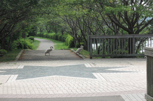 手賀沼に棲む水鳥たち 1_e0200879_12422119.jpg