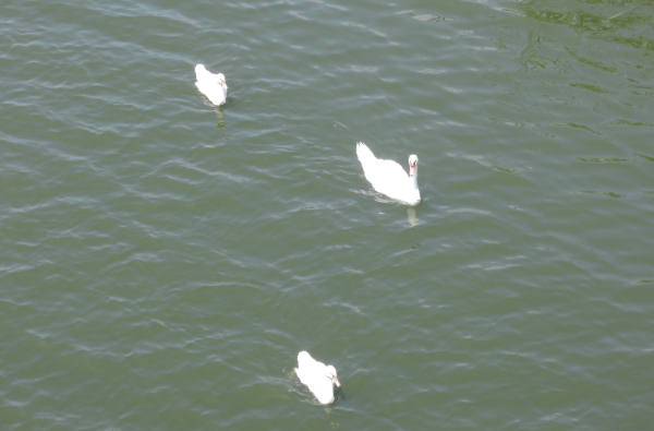 手賀沼に棲む水鳥たち １_e0200879_12431437.jpg