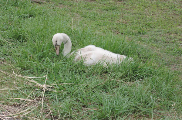手賀沼に棲む水鳥たち 1_e0200879_12434556.jpg