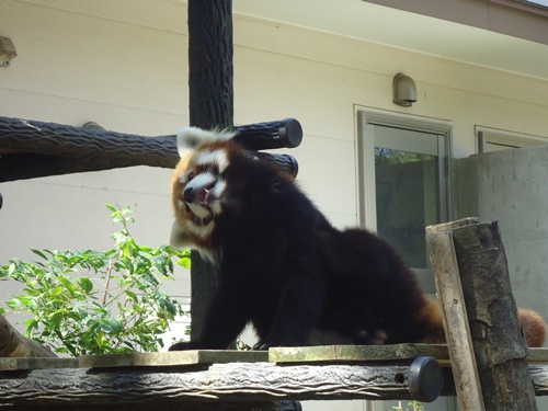 千葉市動物公園_b0260581_1510031.jpg