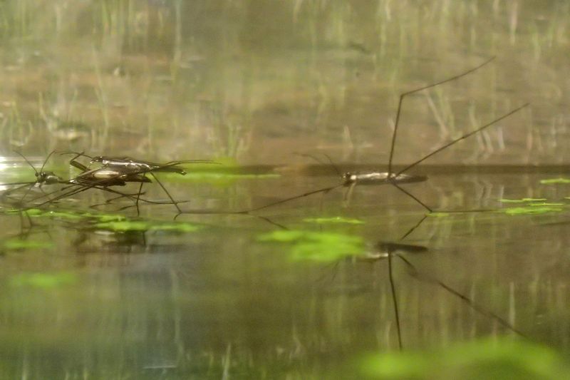 ミズカマキリの好物_b0108186_23341973.jpg