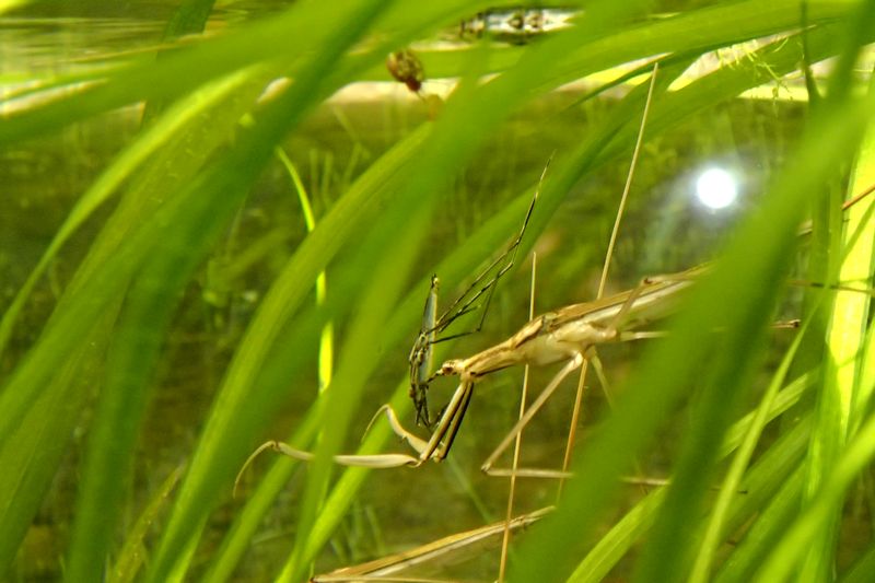 ミズカマキリの好物_b0108186_23384239.jpg