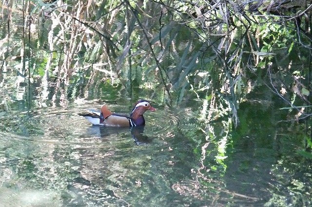 e0070891_21134791.jpg