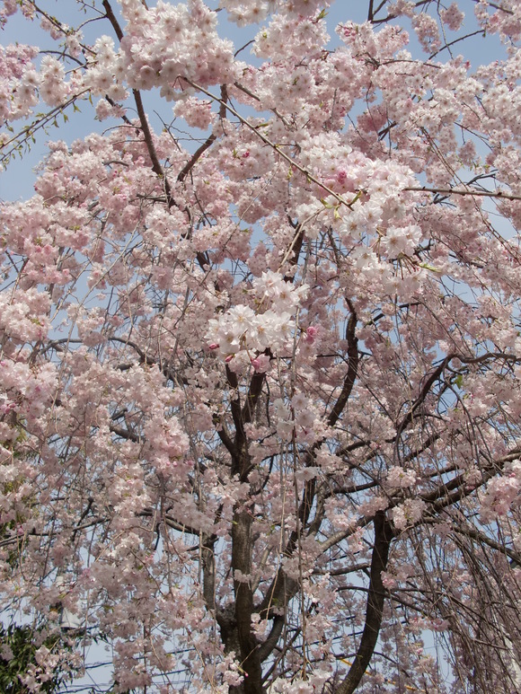 諦めてた桜_e0075693_1771551.jpg