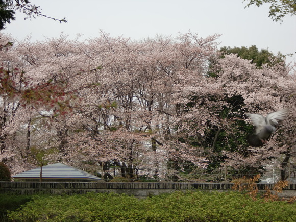 諦めてた桜_e0075693_178335.jpg