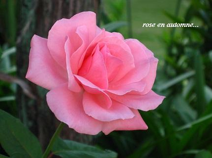 素敵な秋のバラ♪セラピーの花効果☆_c0098807_19481655.jpg