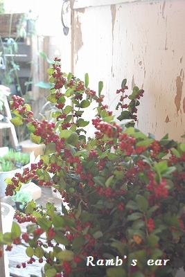 e0128909_97511.jpg