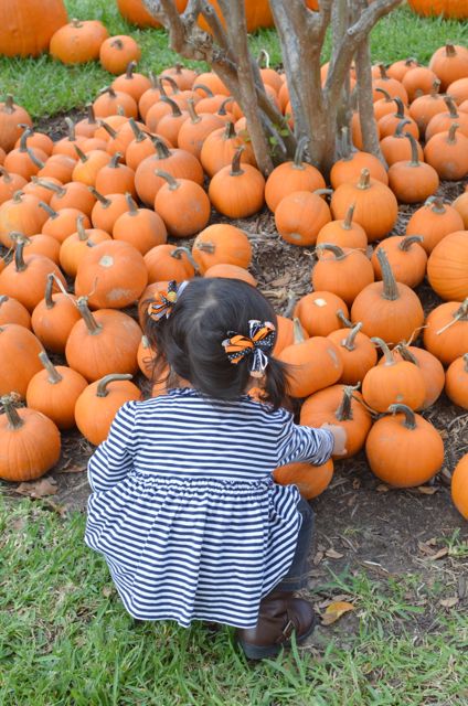 Pumpkin Patchの季節到来_f0227709_14233893.jpg