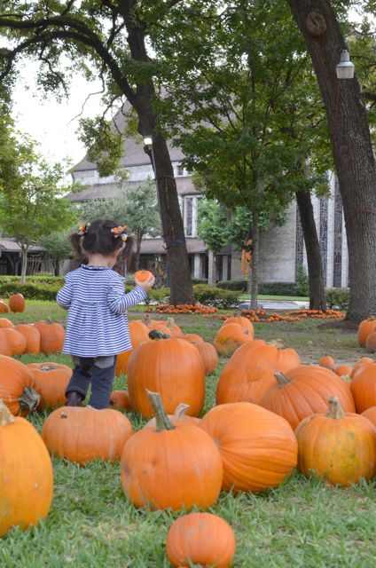 Pumpkin Patchの季節到来_f0227709_14234114.jpg