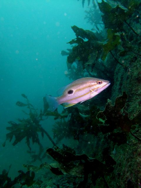 クロホシフエダイ　葉山　権太郎岩沖　　Lutjanus russellii (Bleeker)_d0175710_18573740.jpg