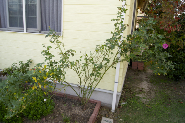 f0011412_20163925.jpg