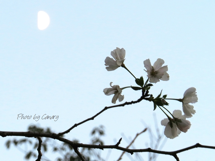 秋に咲いた桜　夕焼け雲と上弦の月の間に間に　都内公園で　2013/10/12  in Tokyo_d0129921_19372548.jpg