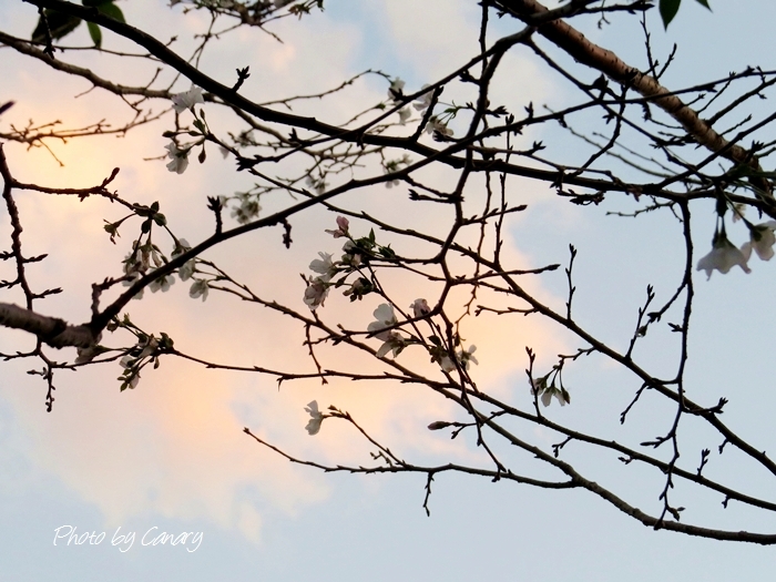 秋に咲いた桜　夕焼け雲と上弦の月の間に間に　都内公園で　2013/10/12  in Tokyo_d0129921_19373193.jpg