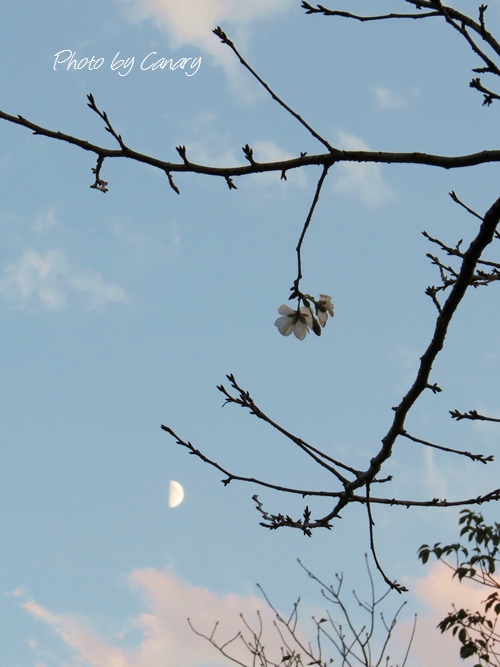 秋に咲いた桜　夕焼け雲と上弦の月の間に間に　都内公園で　2013/10/12  in Tokyo_d0129921_19373835.jpg