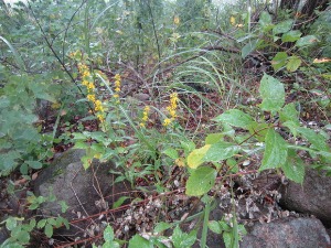 e0110940_20472126.jpg