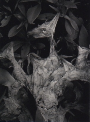 Jui写真展「Catching the Bird」_e0080345_18122677.jpg