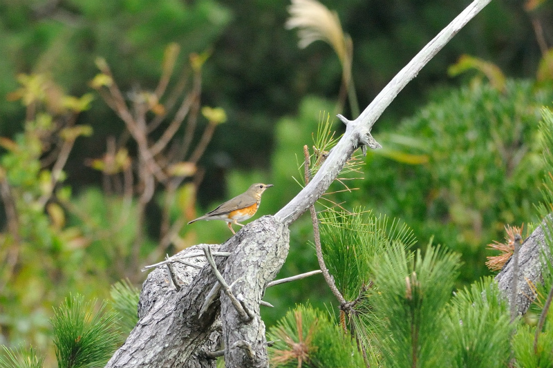 シマセンニュウ（Middendorff\'s grasshopper warbler）～2013.10_b0148352_21284456.jpg