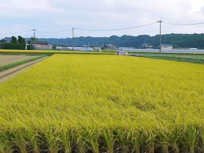 七城米 長尾農園 美しすぎる田んぼの稲刈り その2_a0254656_1825767.jpg