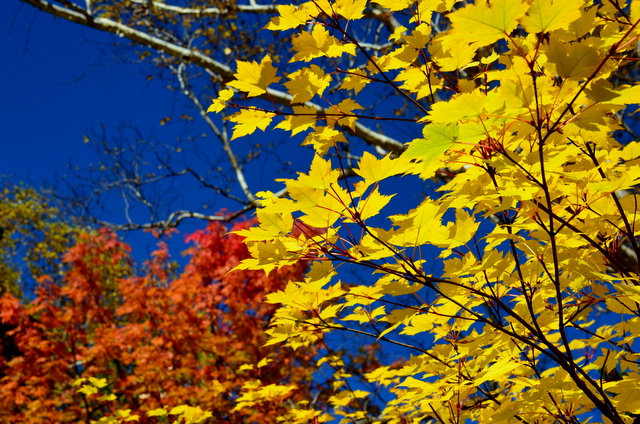 b0165760_1628661.jpg