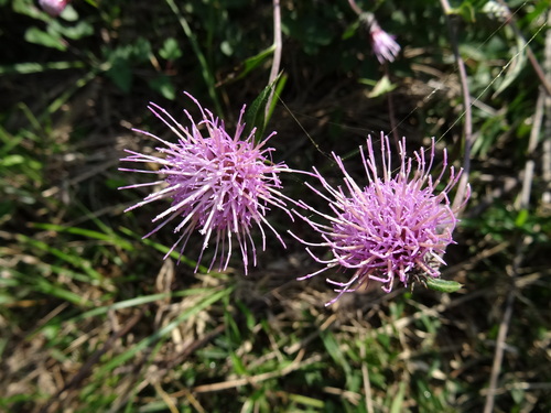 岬高校植樹予定地の草刈り in 孝子の森 by (TATE-misaki)_c0108460_21422229.jpg