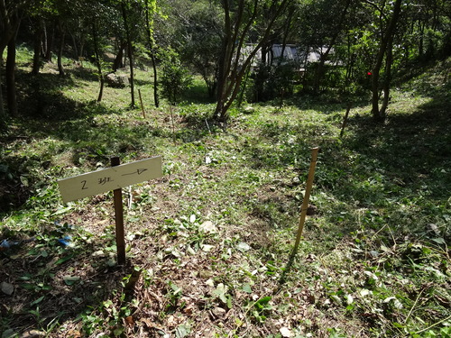 岬高校植樹予定地の草刈り in 孝子の森 by (TATE-misaki)_c0108460_21542591.jpg