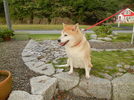 ’13,10,12(土)アケビの実がいっぱい!_f0060461_955481.jpg