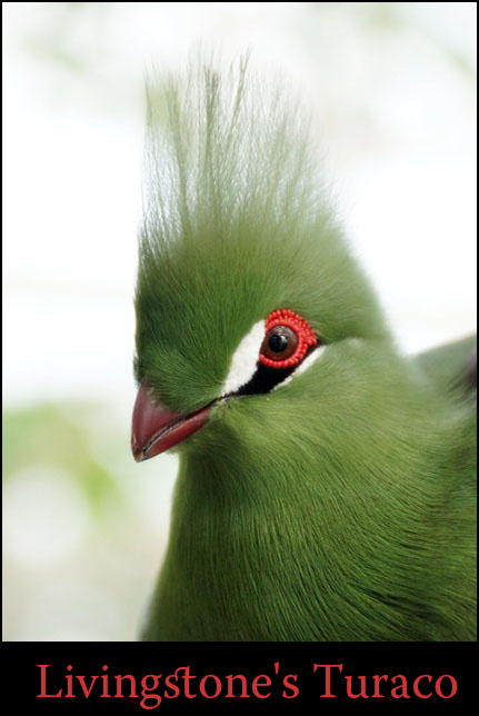 神戸花鳥園　～鳥編～_e0177766_6595276.jpg